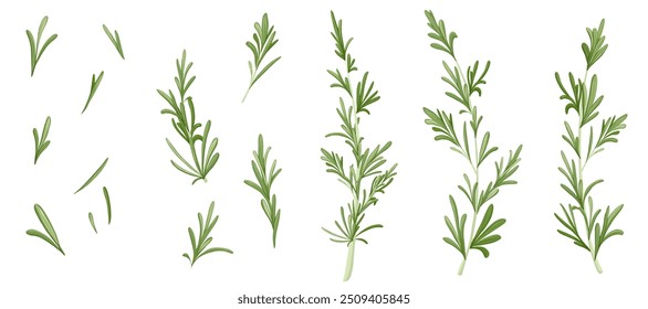 Rosemary branch set. Hand drawn vector herb illustration isolated on white background. Rosemary twig for print design, beauty products, culinary, aromatherapy. Mediterranean herb.