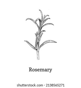 Rosemary branch sketch in vector, design element. Botanical illustration of organic culinary herb. Hand drawing in engraving style.
