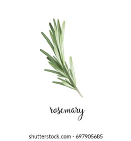 Rosemary Branch Vector Illustration. Art Rosemary