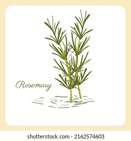 Rosemary branch vector illustration. Fresh rosemary herb. Natural and delicious food ingredient for cooking. Aromatic herbs and spices.