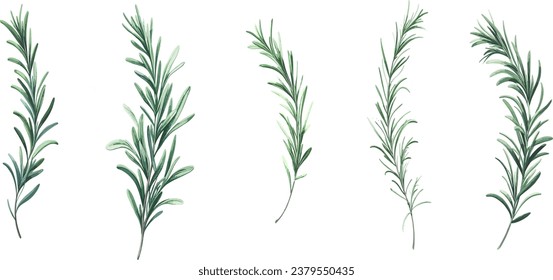 Rosemary branch in watercolor, botanical vector collection on a transparent background