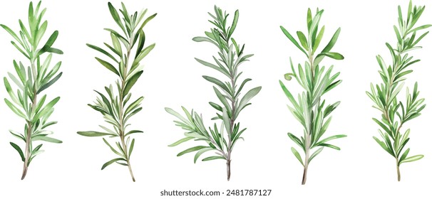 Rosemary branch in watercolor, botanical vector collection on a transparent background