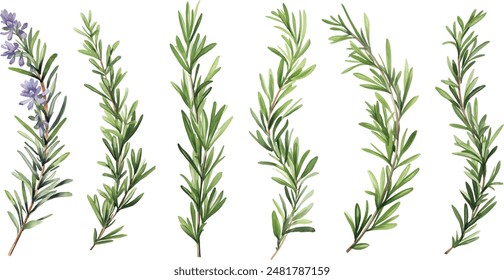 Rosemary branch in watercolor, botanical vector collection on a transparent background