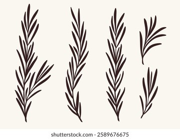 Rosemary branches collection, flat vector illustration