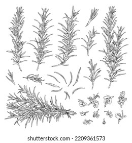 Rosemary branches with leaves and flowers set, sketch vector illustration isolated on white background. Hand drawn organic rosemary, cooking ingredient. Black and white engraving style.