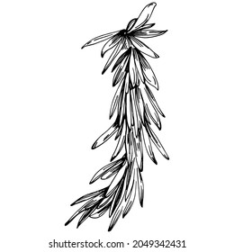 Rosemary branches and leaves isolated Vector hand drawn Sketch. Food illustration. Vintage style. The best for design logo, menu, label, icon, stamp.