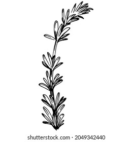 Rosemary branches and leaves isolated Vector hand drawn Sketch. Food illustration. Vintage style. The best for design logo, menu, label, icon, stamp.