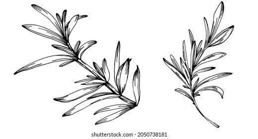 Rosemary branches and leaves isolated Vector hand drawn Sketch. Food illustration. Vintage style. The best for design logo, menu, label, icon, stamp.