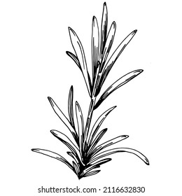 Rosemary branches and leaves isolated Vector hand drawn Sketch. Food illustration. Vintage style. The best for design logo, menu, label, icon, stamp.