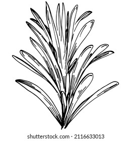 Rosemary branches and leaves isolated Vector hand drawn Sketch. Food illustration. Vintage style. The best for design logo, menu, label, icon, stamp.