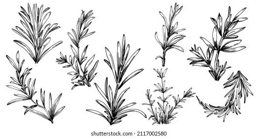 Rosemary branches and leaves isolated Vector hand drawn Sketch. Food illustration. Vintage style. The best for design logo, menu, label, icon, stamp.