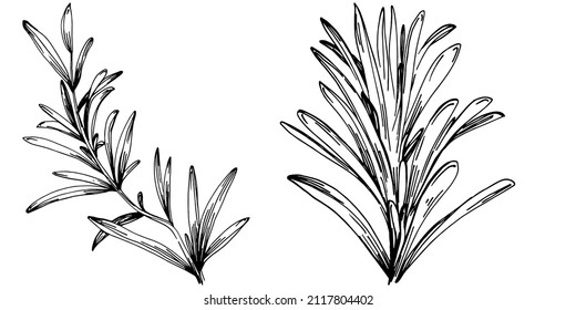 Rosemary branches and leaves isolated Vector hand drawn Sketch. Food illustration. Vintage style. The best for design logo, menu, label, icon, stamp.