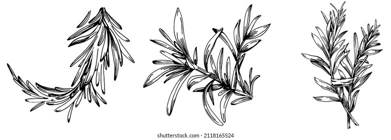 Rosemary branches and leaves isolated Vector hand drawn Sketch. Food illustration. Vintage style. The best for design logo, menu, label, icon, stamp.