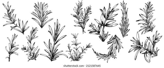 Rosemary branches and leaves isolated Vector hand drawn Sketch. Food illustration. Vintage style. The best for design logo, menu, label, icon, stamp.