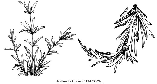 Rosemary branches and leaves isolated Vector hand drawn Sketch. Food illustration. Vintage style. The best for design logo, menu, label, icon, stamp.