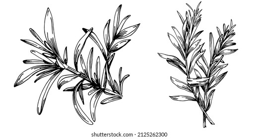 Rosemary branches and leaves isolated Vector hand drawn Sketch. Food illustration. Vintage style. The best for design logo, menu, label, icon, stamp.