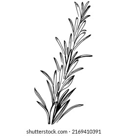 Rosemary branches and leaves isolated Vector hand drawn Sketch. Food illustration. Vintage style. The best for design logo, menu, label, icon, stamp.
