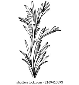 Rosemary branches and leaves isolated Vector hand drawn Sketch. Food illustration. Vintage style. The best for design logo, menu, label, icon, stamp.