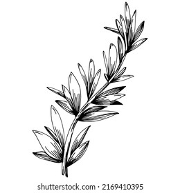 Rosemary branches and leaves isolated Vector hand drawn Sketch. Food illustration. Vintage style. The best for design logo, menu, label, icon, stamp.