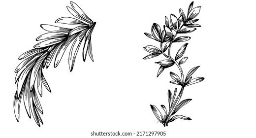Rosemary branches and leaves isolated Vector hand drawn Sketch. Food illustration. Vintage style. The best for design logo, menu, label, icon, stamp.