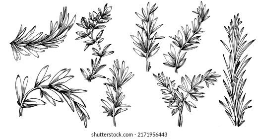 Rosemary branches and leaves isolated Vector hand drawn Sketch. Food illustration. Vintage style. The best for design logo, menu, label, icon, stamp.