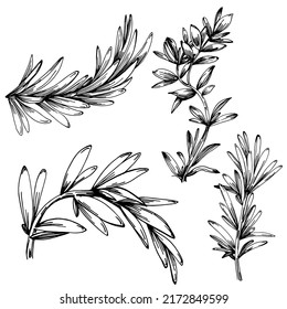 Rosemary branches and leaves isolated Vector hand drawn Sketch. Food illustration. Vintage style. The best for design logo, menu, label, icon, stamp.