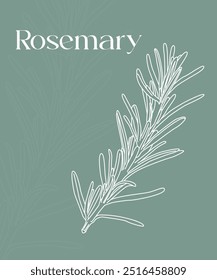 Rosemary branches and leaves isolated Vector hand drawn Sketch. Food illustration. Vintage style. The best for design logo, menu, label, icon, stamp.