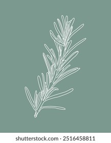 Rosemary branches and leaves isolated Vector hand drawn Sketch. Food illustration. Vintage style. The best for design logo, menu, label, icon, stamp.