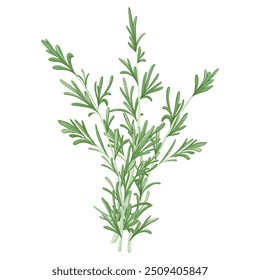Cacho de alecrim. Ilustração de vetor desenhada à mão de ervas isolada no fundo branco. Alecrim tiras para design de impressão, produtos de beleza, culinária, aromaterapia. Erva do Mediterrâneo.