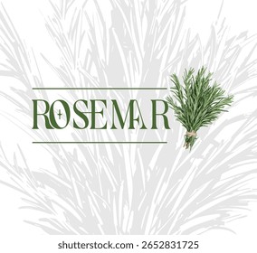 Rosemary bunch with text. Watercolor style illustration. Vector
