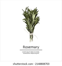 Rosemary bunch tied with a rope hand-drawn cartoon, flat vector illustration isolated on white background. Spices and herbs logo. Condiments of italian kitchen