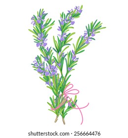 Rosemary bundle vector illustration. Green rosemary branches with delicate flowers. Can be used for cards, fabrics, wallpapers, scrap-booking, ornamental template for design and decoration.