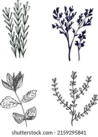 Rosemary, cilantro, basil and thyme - black and white vector illustration of kitchen herbs