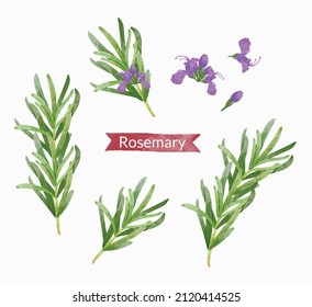 Rosemary Design elements set, watercolour style vector illustration.	