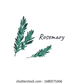 Rosemary doodle hand drawn vector illustration isolated on white background. Drawing with the title. 