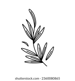 rosemary doodle icon, vector illustration isolated on white background