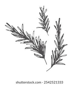 ícone de doodle de alecrim, ilustração vetorial