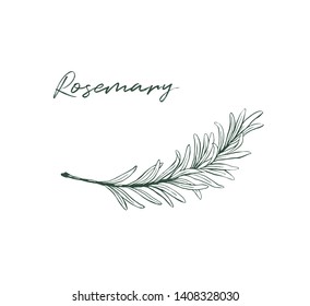 Rosemary drawing isolated kitchen herb