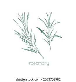 Rosemary drawn, great design for any purposes. Vintage engraving. Hand-drawn vector illustration. White background.