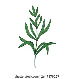 Rosemary engraved color sketch hand drawn on isolated background. Botanical vector illustration of culinary aromatic herb. Food, medicine, aromatherapy.  Design element for logo, sign, card, label