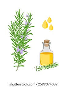 Rosemary essential Oil and Rosemary leaf and flowers isolated on white background. stock illustration