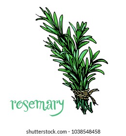 Rosemary green herb branches with green leaves isolated on white background ink drawing hand drawn sketch stock vector illustration