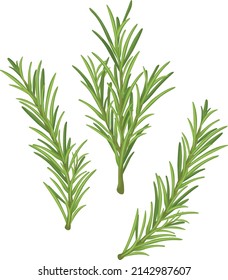 Rosemary. A green sprig of rosemary. Medicinal plant. Fragrant plant for seasoning. Vector illustration isolated on a white background