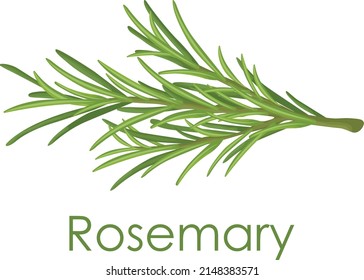 Rosemary. A green sprig of rosemary. Medicinal plant. Fragrant plant for seasoning. Vector illustration isolated on a white background