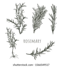 Rosemary hand drawing. Herbs and Spices Collection Rosemary sketch vector illustration. Rosemary set 
