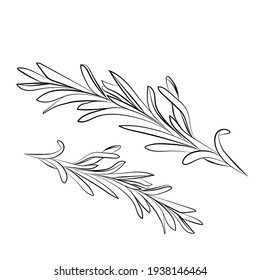 Rosemary Hand Drawing Icon Isolated On White Background. Vector