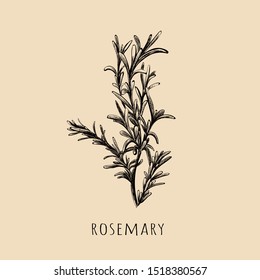 Rosemary Hand Drawing. Rosemary Sketch Vector Illustration. Rosemary Herbs And Spices