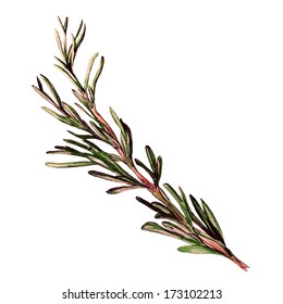 Rosemary. Hand drawn sketch