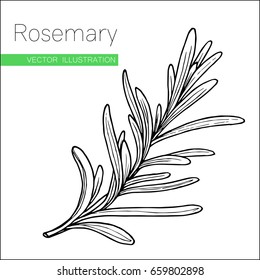 Rosemary hand drawn sketch isolated on white. Vector illustration for label, icon. Organic rosemary product flavor ingredient. Culinary spice herb for cooking, food, medical, gardening design.