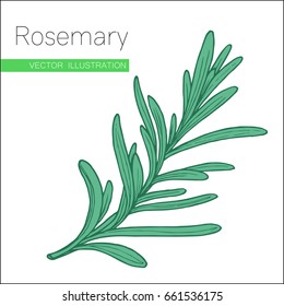 Rosemary hand drawn sketch isolated on white.  Vector illustration for label, icon.  Organic rosemary product flavor ingredient.  Culinary spice herb for cooking, food, medical, gardening design